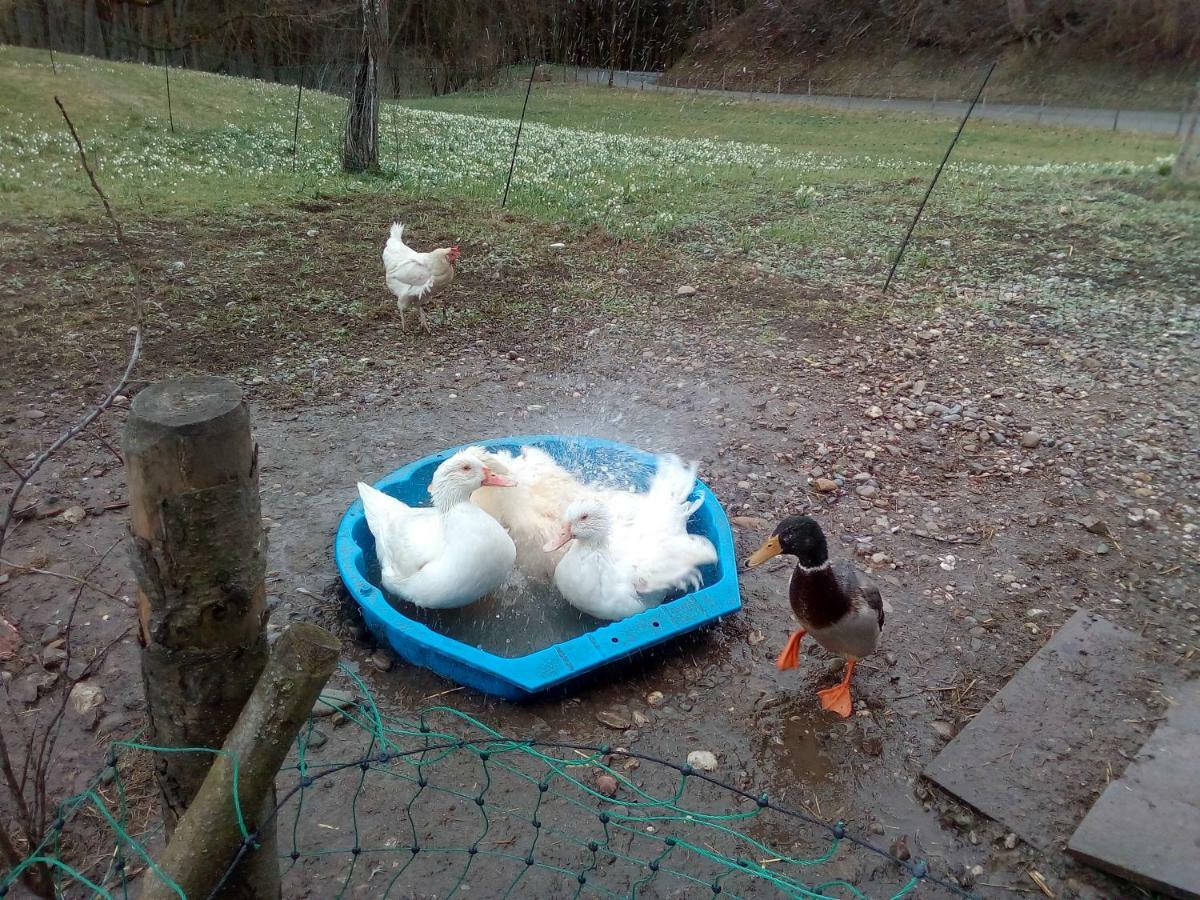 Ferienwohnung Auf Dem Lechsberg Fuchstal Eksteriør billede